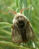 34988 – Photo : KOMEZA Nicolas – France (34)