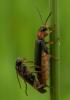 34020 – Photo : KOMEZA Nicolas – France (33)