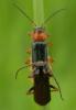 34021 – Photo : KOMEZA Nicolas – France (33)