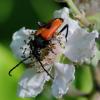 34346 – Photo : FATON Jean-Michel – France (26)