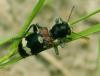34511 – Photo : Patrick Straub – France (68)