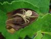 Philodromus sp.