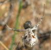 34612 – Photo : jean louis Besson – France (06)