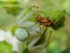 34727 – Photo : jean louis Besson – France (06)