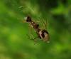 34583 – Photo : jean louis Besson – France (06)