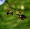 34585 – Photo : jean louis Besson – France (06)