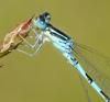 Coenagrion scitulum