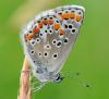 34807 – Photo : FATON Jean-Michel – France (18)
