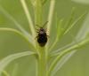 34231 – Photo : Michel Ehrhardt – France (68)