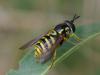 34441 – Photo : Michel Ehrhardt – France (68)