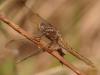 34435 – Photo : Michel Ehrhardt – France (68)