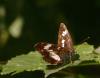 34483 – Photo : Michel Ehrhardt – France (68)