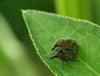 Larinus turbinatus