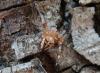 34501 – Photo : jean louis Besson – France (06)