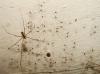 Holocnemus pluchei