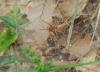 Agelena labyrinthica