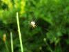 34641 – Photo : jean louis Besson – France (06)