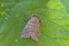 34311 – Photo : David Demerges – France (09)