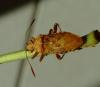 Rhopalus subrufus