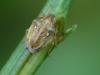 34876 – Photo : Pierre Ducamp – France (64)