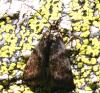34892 – Photo : Thierry Darmuzey – France (05)