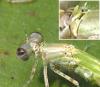 Ischnura elegans