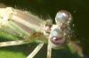 Ischnura elegans