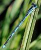34022 – Photo : FATON Jean-Michel – France (26)