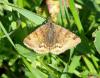 34941 – Photo : Picq Christophe – France (86)