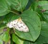 34940 – Photo : Picq Christophe – France (86)
