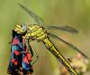 34094 – Photo : FATON Jean-Michel – France (26)