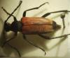 Stictoleptura cordigera