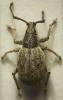 34344 – Photo : Pierre Frapa – France (04)