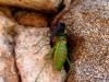 34871 – Photo : P.Deschamps – France (20)