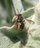 34872 – Photo : Bruno Didier – France (78)