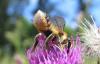 34446 – Photo : Cecile Bassaglia – France (94)