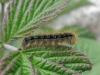 34174 – Photo : jeromebubu – Andorre
