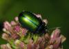 34803 – Photo : Vincent Lefebvre – France (63)