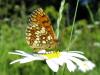 34801 – Photo : Vincent Lefebvre – France (48)