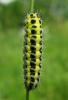 34843 – Photo : Vincent Lefebvre – France (12)