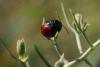 34721 – Photo : Pierre Frapa – France (04)