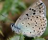 34138 – Photo : FATON Jean-Michel – France (26)