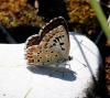 34944 – Photo : FATON Jean-Michel – France (26)