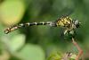 34759 – Photo : FATON Jean-Michel – France (26)