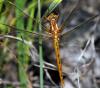 34123 – Photo : FATON Jean-Michel – France (26)