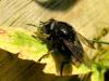 34750 – Photo : Denys Liger – France (27)