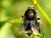 34751 – Photo : Denys Liger – France (27)
