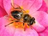 34126 – Photo : Denys Liger – France (27)
