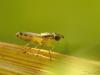 34460 – Photo : Denys Liger – France (27)