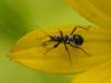 34461 – Photo : Denys Liger – France (27)